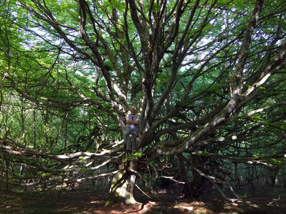 Back-in-my-forest.jpg