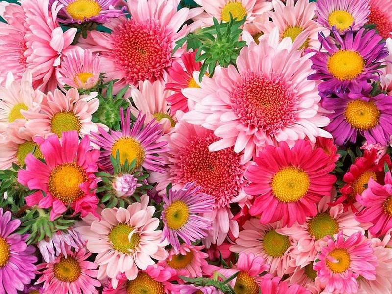 flowers-2.jpg